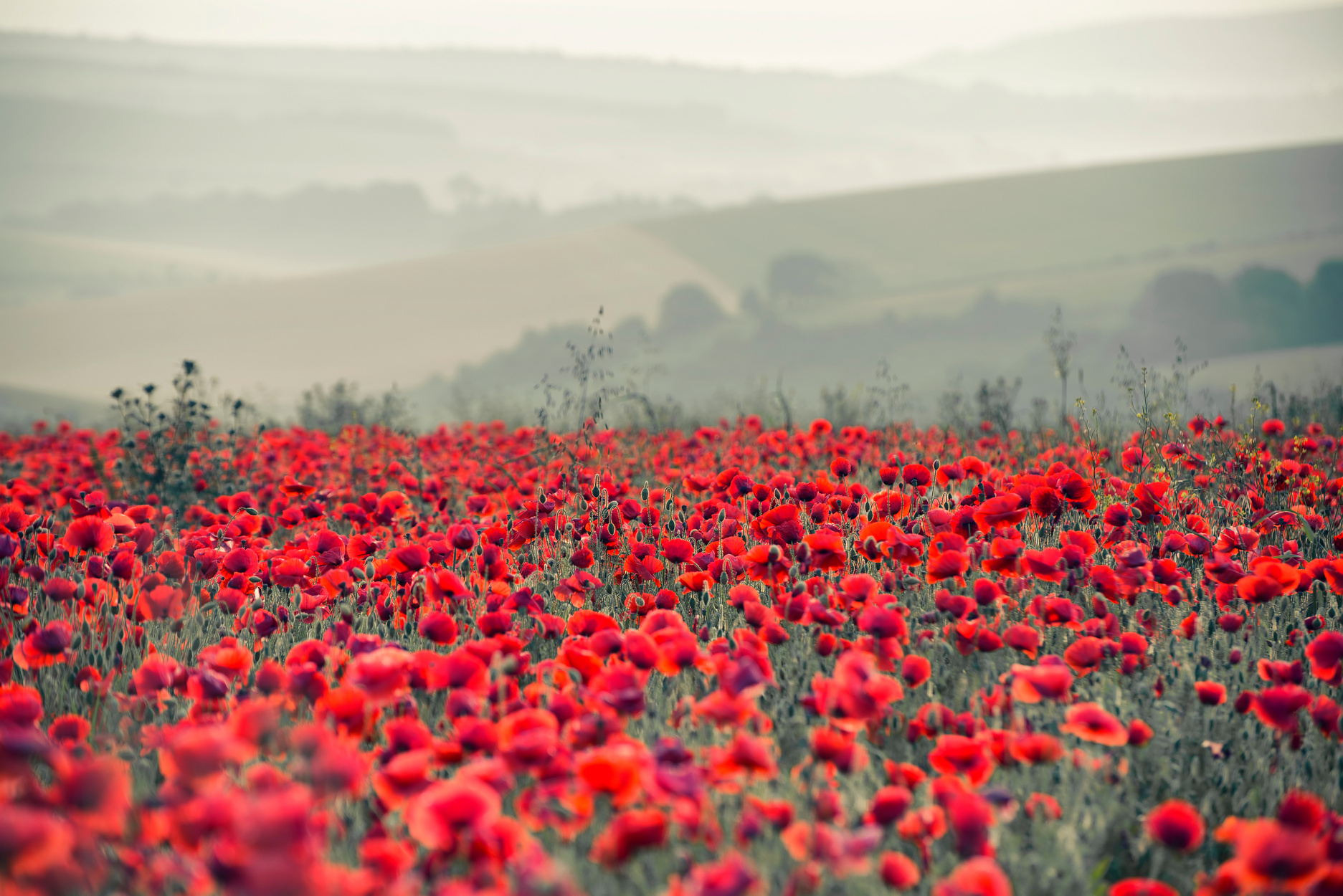 Poppy Field Landscape